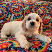 Alaska, a male Cockapoo for sale in Winston-Salem, NC – 10 of 10