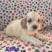 CKC Alaska, a male Cockapoo for sale in Winston-Salem, NC – Photo 8 of 8