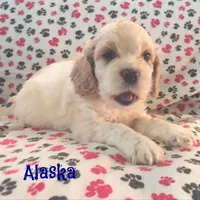 CKC Alaska, a male Cockapoo for sale in Winston-Salem, NC – Photo 4 of 8