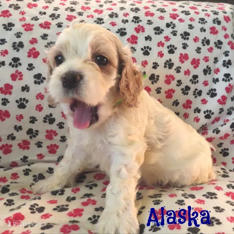 CKC Alaska, a male Cockapoo for sale in Winston-Salem, NC – Photo 1 of 8
