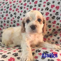 CKC Alaska, a male Cockapoo for sale in Winston-Salem, NC – Photo 7 of 8
