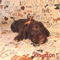 CKC Kingston, a male Cockapoo for sale in Winston-Salem, NC – 4 of 10