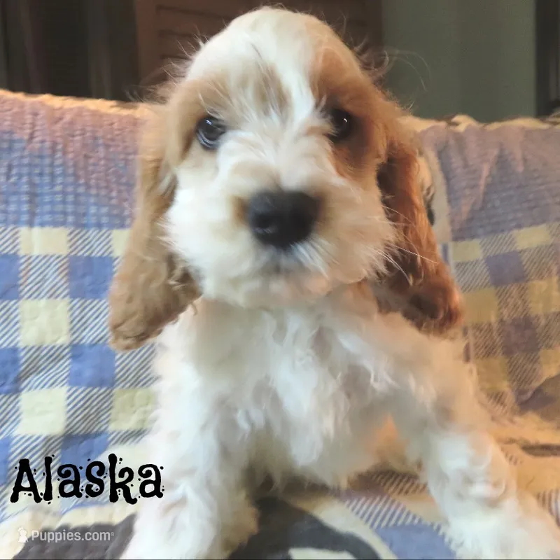 Alaska – Cockapoo puppy for sale in Winston-Salem, NC