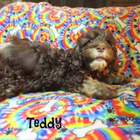 CKC Teddy, a male Cockapoo for sale in Winston-Salem, NC – 7 of 10