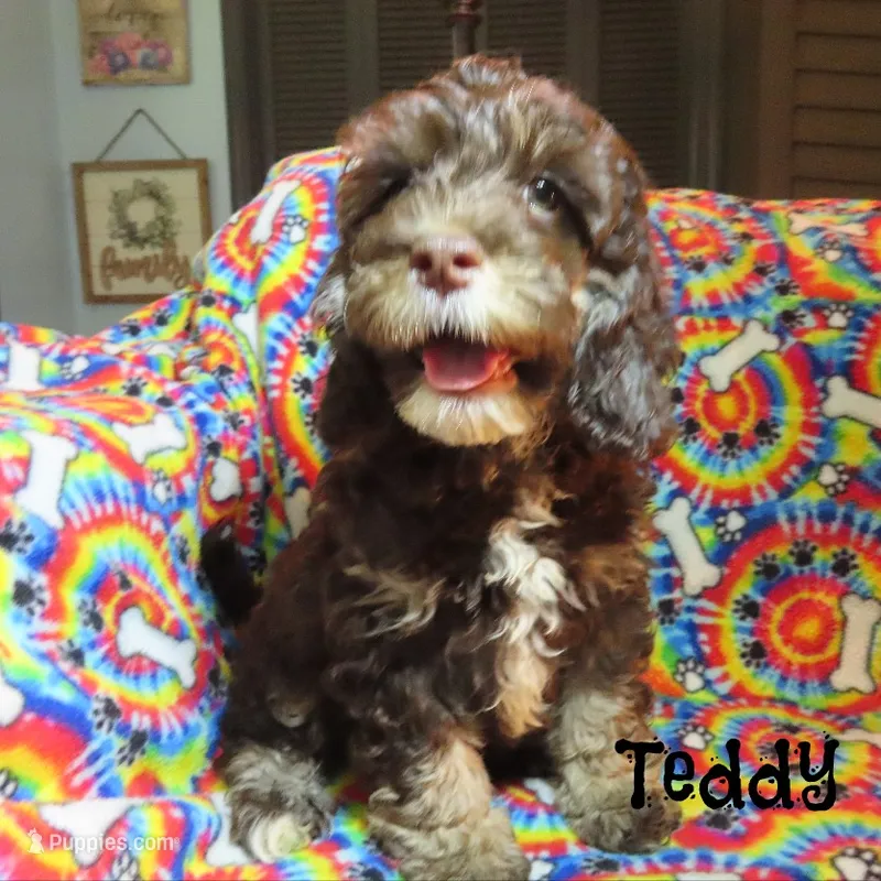 CKC Teddy – Cockapoo puppy for sale in Winston-Salem, NC