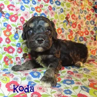CKC Koda, a male Cockapoo for sale in Winston-Salem, NC – 2 of 10