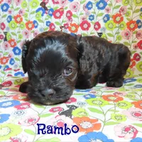 CKC Rambo, a male Cockapoo for sale in Winston-Salem, NC – 7 of 10