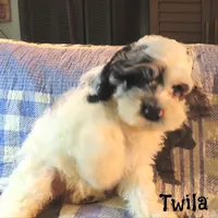 Twila, a female Cockapoo for sale in Winston-Salem, NC – 3 of 10