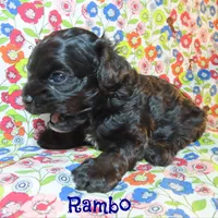 CKC Rambo, a male Cockapoo for sale in Winston-Salem, NC – 2 of 10