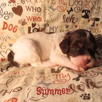 CKC Summer, a female Cockapoo for sale in Winston-Salem, NC – 7 of 10