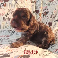 CKC Ryder, a male Cockapoo for sale in Winston-Salem, NC – 3 of 10