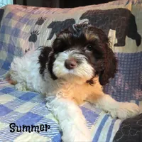 CKC Summer, a female Cockapoo for sale in Winston-Salem, NC – 2 of 10