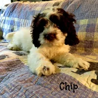 Chip, a male Cockapoo for sale in Winston-Salem, NC – 8 of 10