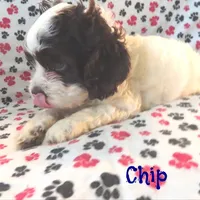 CKC Chip, a male Cockapoo for sale in Winston-Salem, NC – Photo 5 of 8