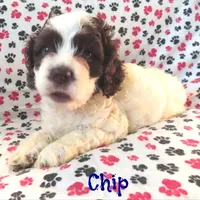 CKC Chip, a male Cockapoo for sale in Winston-Salem, NC – Photo 2 of 8