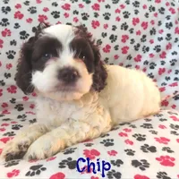 CKC Chip, a male Cockapoo for sale in Winston-Salem, NC – Photo 8 of 8