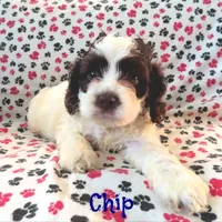 CKC Chip, a male Cockapoo for sale in Winston-Salem, NC – Photo 3 of 8