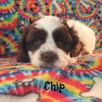 Chip, a male Cockapoo for sale in Winston-Salem, NC – 10 of 10