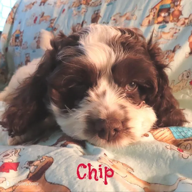 CKC Chip – Cockapoo puppy for sale in Winston-Salem, NC
