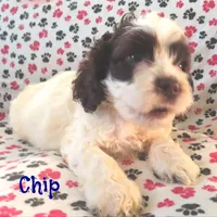 CKC Chip, a male Cockapoo for sale in Winston-Salem, NC – Photo 4 of 8