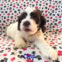 CKC Chip, a male Cockapoo for sale in Winston-Salem, NC – Photo 1 of 8