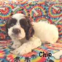 Chip, a male Cockapoo for sale in Winston-Salem, NC – 9 of 10