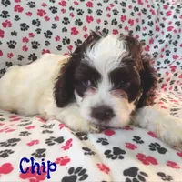 CKC Chip, a male Cockapoo for sale in Winston-Salem, NC – Photo 7 of 8