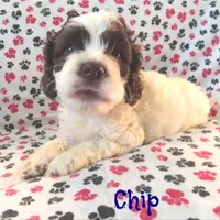 CKC Chip, a male Cockapoo for sale in Winston-Salem, NC – Photo 6 of 8