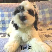  Twila, a female Cockapoo for sale in Winston-Salem, NC – 5 of 10