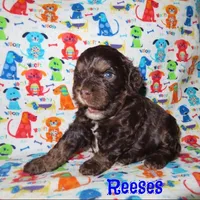 CKC Reeses, a male Cockapoo for sale in Winston-Salem, NC – Photo 4 of 7
