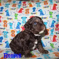 CKC Reeses, a male Cockapoo for sale in Winston-Salem, NC – Photo 6 of 7