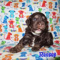 CKC Reeses, a male Cockapoo for sale in Winston-Salem, NC – Photo 5 of 7