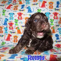 CKC Reeses, a male Cockapoo for sale in Winston-Salem, NC – Photo 1 of 7
