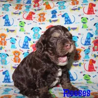 CKC Reeses, a male Cockapoo for sale in Winston-Salem, NC – Photo 2 of 7