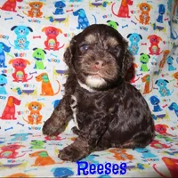 CKC Reeses, a male Cockapoo for sale in Winston-Salem, NC – Photo 3 of 7