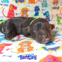 CKC Bentley, a male Cockapoo for sale in Winston-Salem, NC – 8 of 10