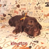 CKC Kingston, a male Cockapoo for sale in Winston-Salem, NC – 7 of 10