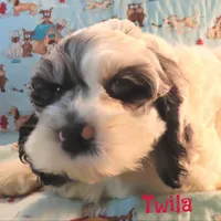 CKC Twila, a female Cockapoo for sale in Winston-Salem, NC – 2 of 10