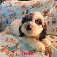 CKC Twila, a female Cockapoo for sale in Winston-Salem, NC – 3 of 10