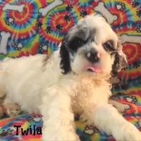CKC Twila, a female Cockapoo for sale in Winston-Salem, NC – 10 of 10