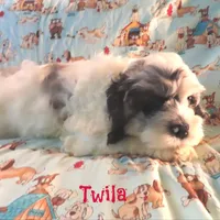 CKC Twila, a female Cockapoo for sale in Winston-Salem, NC – 7 of 10