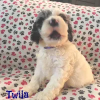 CKC Twila, a female Cockapoo for sale in Winston-Salem, NC – Photo 2 of 8