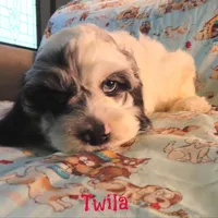 CKC Twila, a female Cockapoo for sale in Winston-Salem, NC – 4 of 10