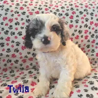 CKC Twila, a female Cockapoo for sale in Winston-Salem, NC – Photo 3 of 8