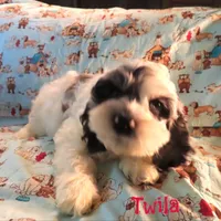 CKC Twila, a female Cockapoo for sale in Winston-Salem, NC – 5 of 10