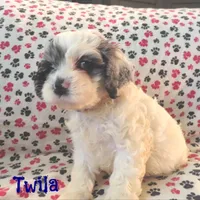 CKC Twila, a female Cockapoo for sale in Winston-Salem, NC – Photo 8 of 8