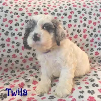 CKC Twila, a female Cockapoo for sale in Winston-Salem, NC – Photo 5 of 8
