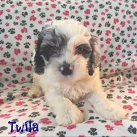 CKC Twila, a female Cockapoo for sale in Winston-Salem, NC – Photo 7 of 8
