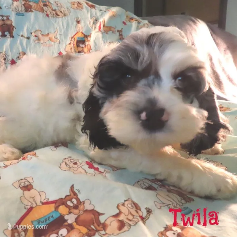 CKC Twila – Cockapoo puppy for sale in Winston-Salem, NC