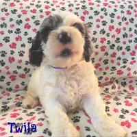 CKC Twila, a female Cockapoo for sale in Winston-Salem, NC – Photo 6 of 8